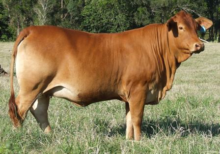 Bryvonlea Fancy Tim Tam